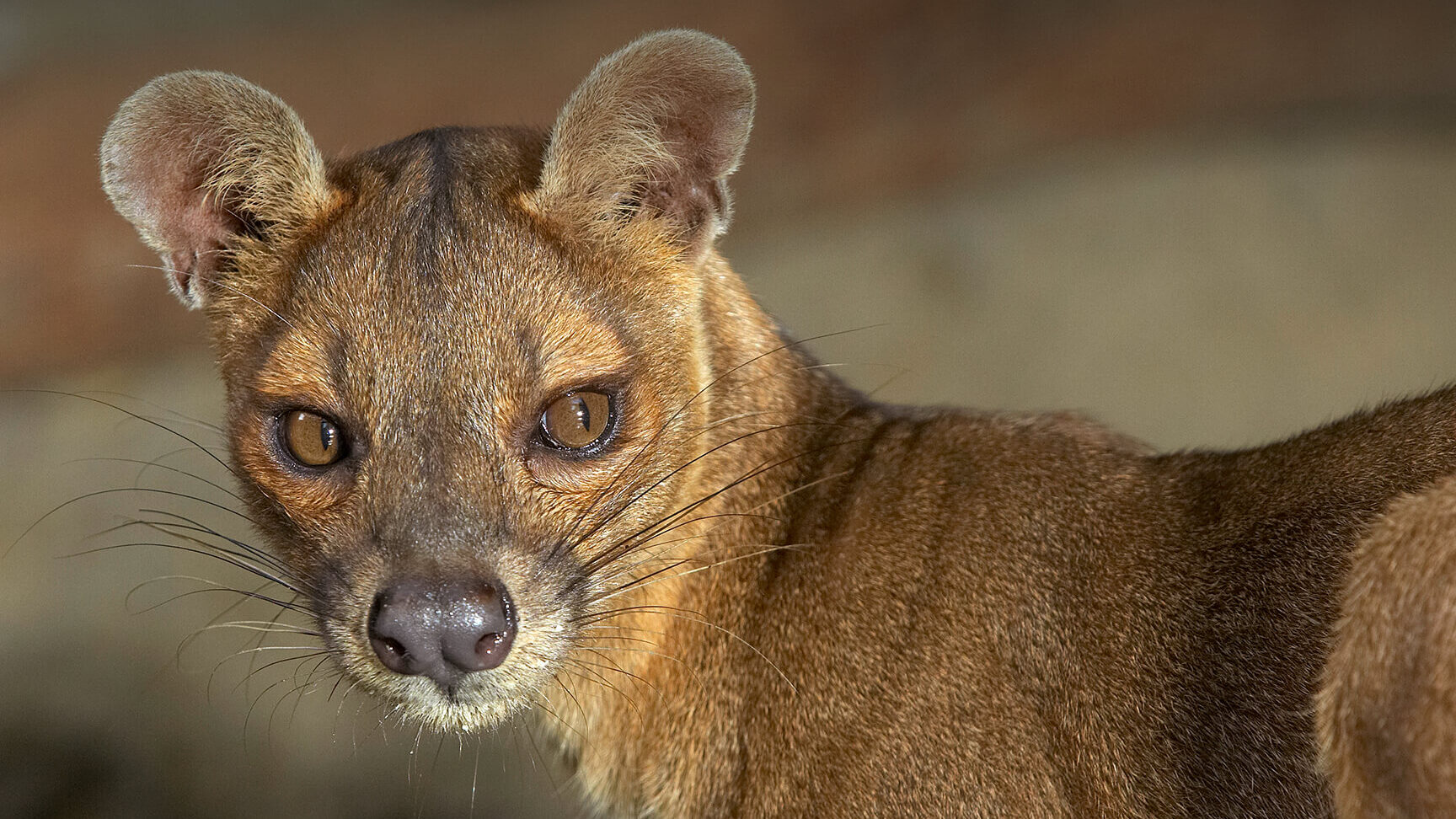 12 imágenes de animales que parecen personas que te harán hacer un...