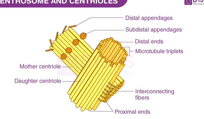 Organelos celulares: tipos, estructura y sus funciones