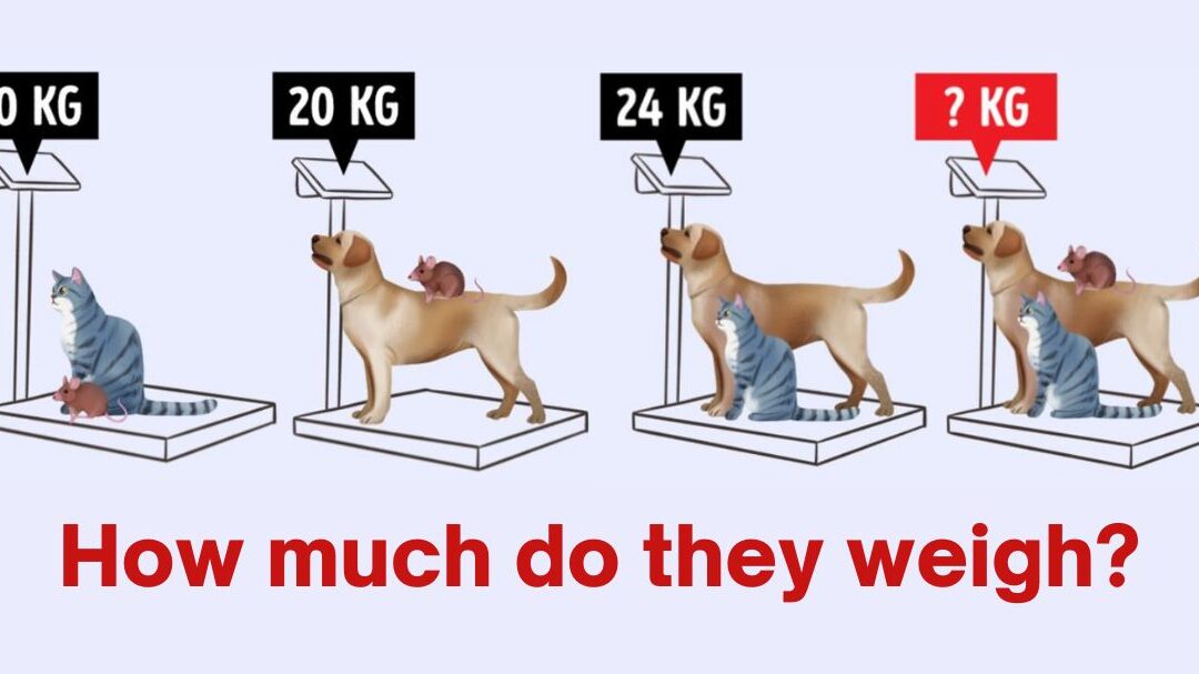 Rompecabezas para evaluar tu coeficiente intelectual: ¿Puedes encontrar el peso de un gato, un perro...