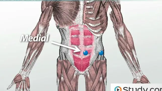 Terminología direccional anatómica: lateral, medial y más vídeo