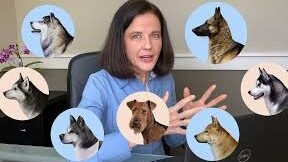 ¿Qué raza es mi perro?