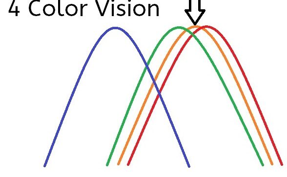 VISIÓN TETRACROMÁTICA, POR FIN, UN ERROR DE COPIA BENEFICIOSO DE BUENA FE...