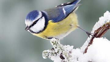 ¿Qué pájaro soy? Conozca su verdadero tipo de pájaro ¿Qué pájaro soy?
