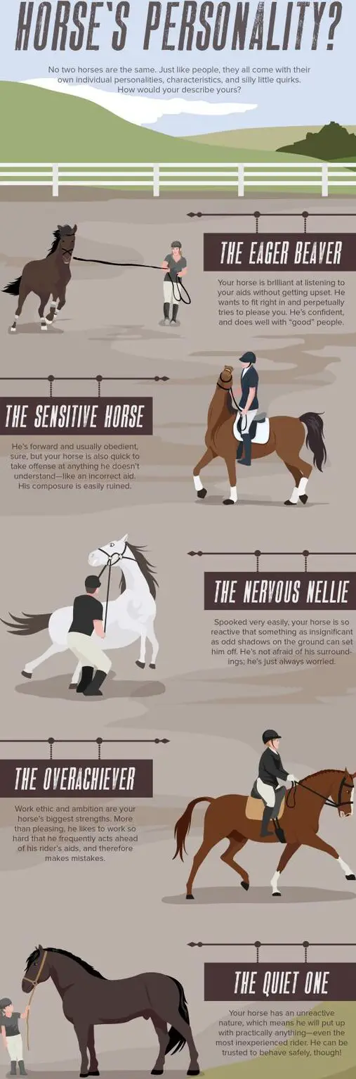 Las mejores maneras de manejar caballos con diferentes tipos de personalidad...