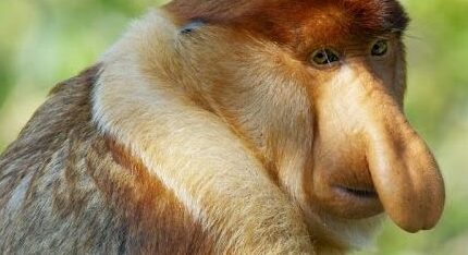 ¿Por qué estos monos tienen narices tan escandalosas?
