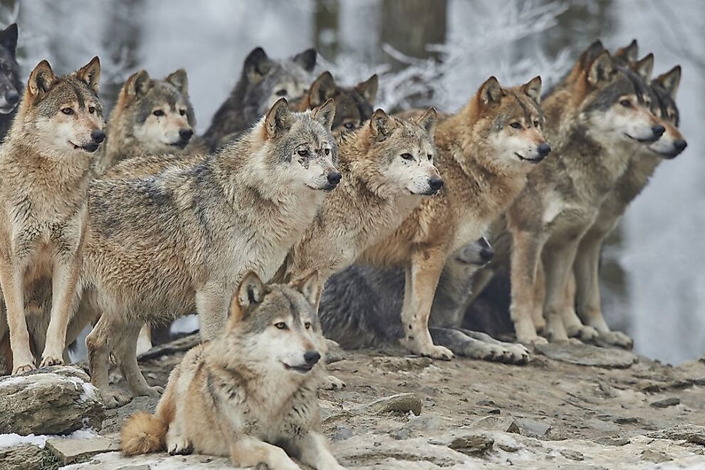 ¿Qué tan bien sabes sobre los lobos?